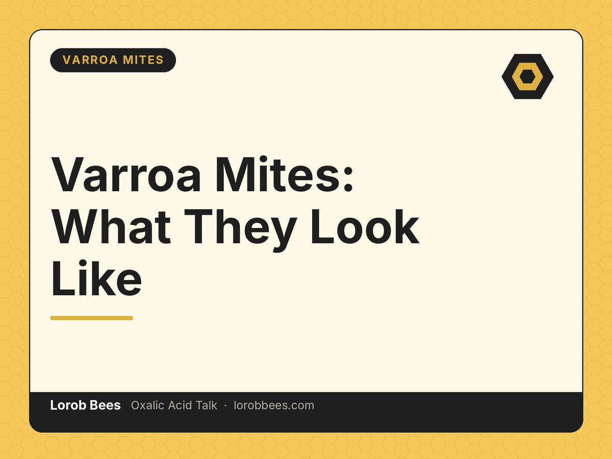 Varroa Mites: What They Look Like – Lorob Bees Oxalic Acid Talk