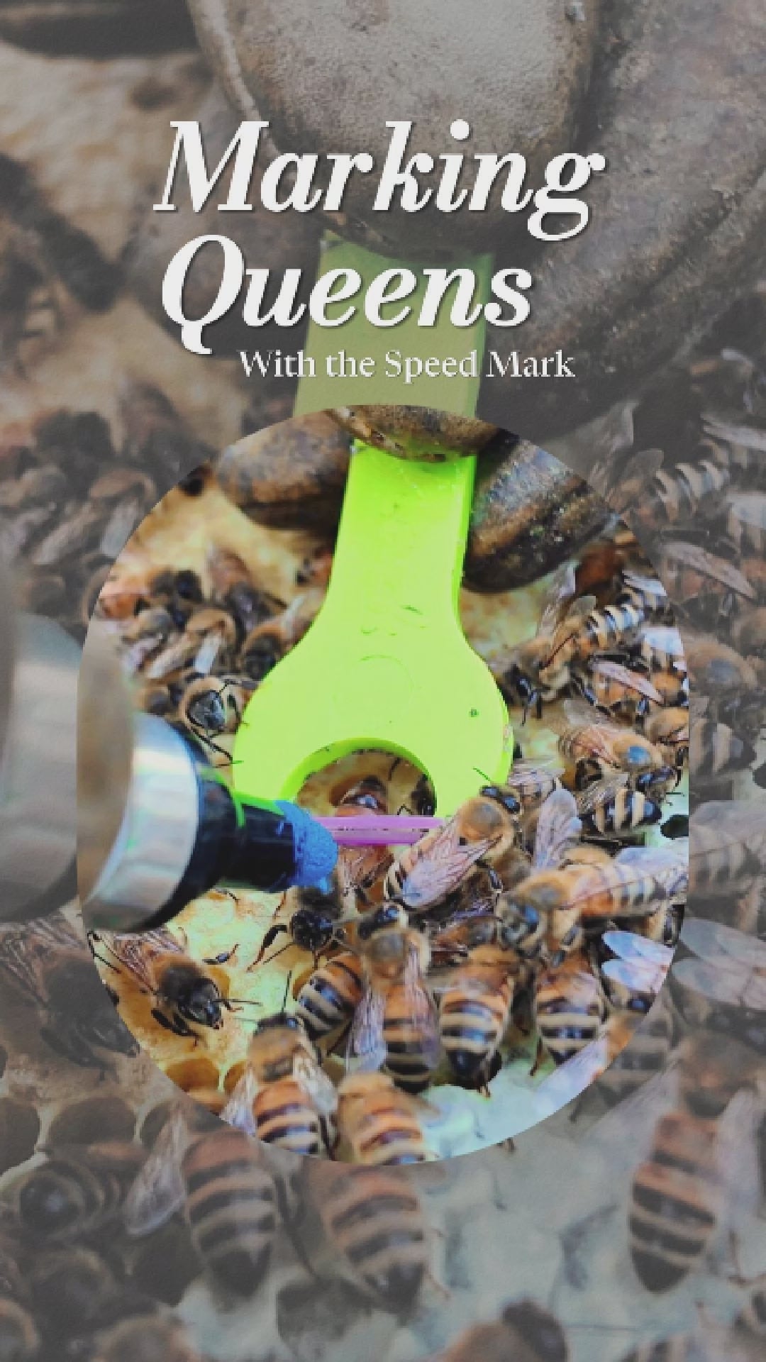 Speed Mark™ | Fast, Gentle Queen Bee Marking Tool