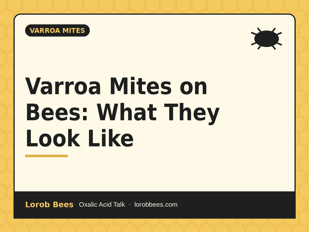 Varroa Mites on Bees: What They Look Like – Lorob Bees Oxalic Acid Talk