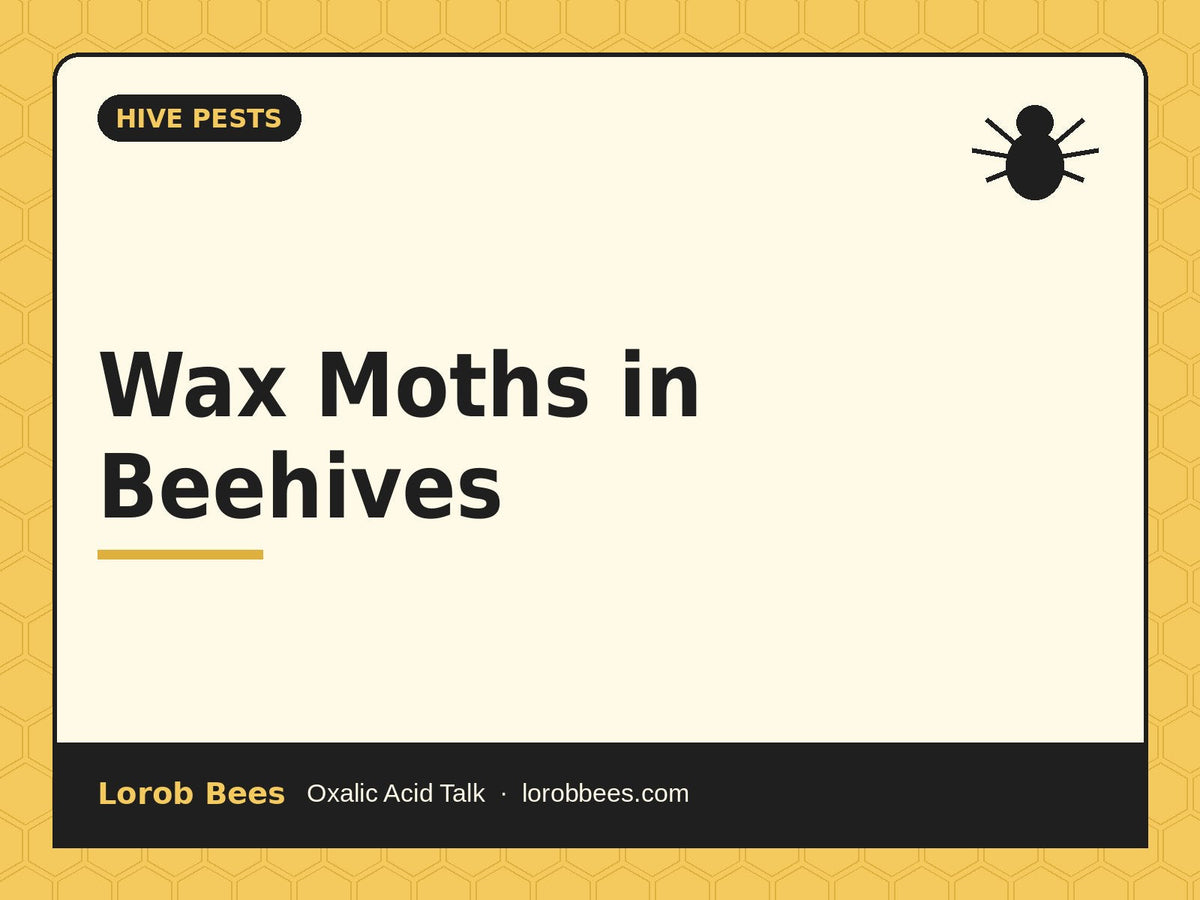Wax Moths in Beehives – Lorob Bees Oxalic Acid Talk