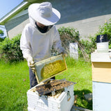 Sampling and Grafting Tray Lorob Bees LLC