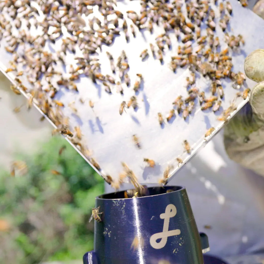 Honey Bee Sampling and Grafting Tray - Lorob Bees LLC